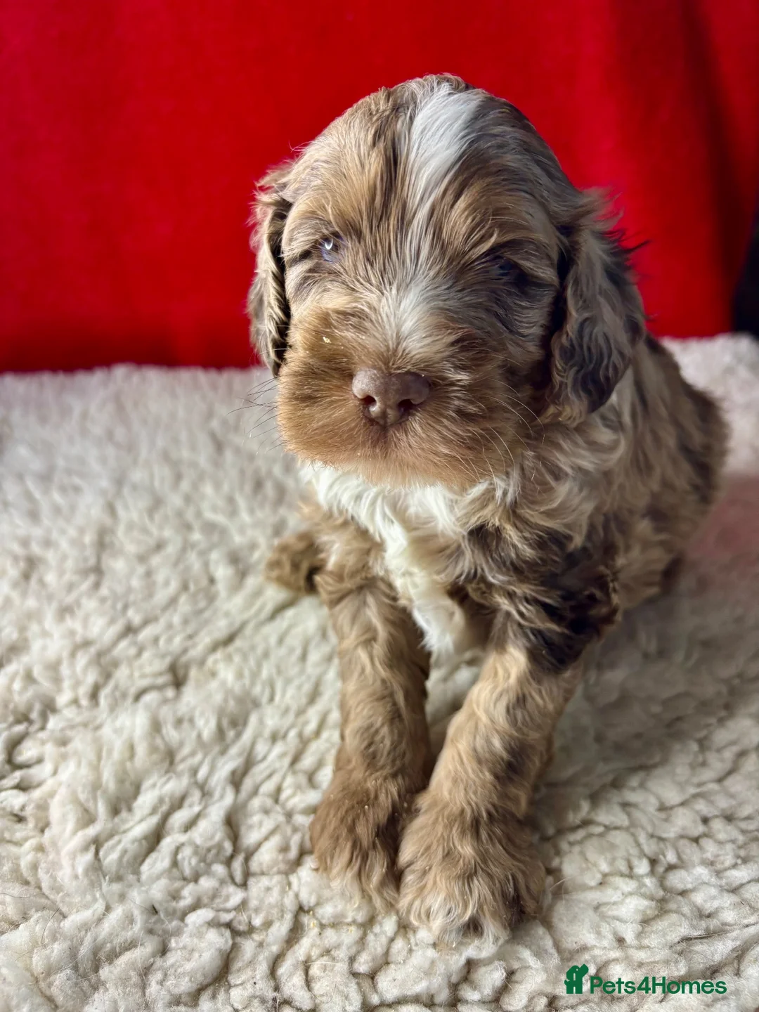 Cockapoo dogs for sale: Happy, healthy f1 Cockapoo Puppies - Advert 2