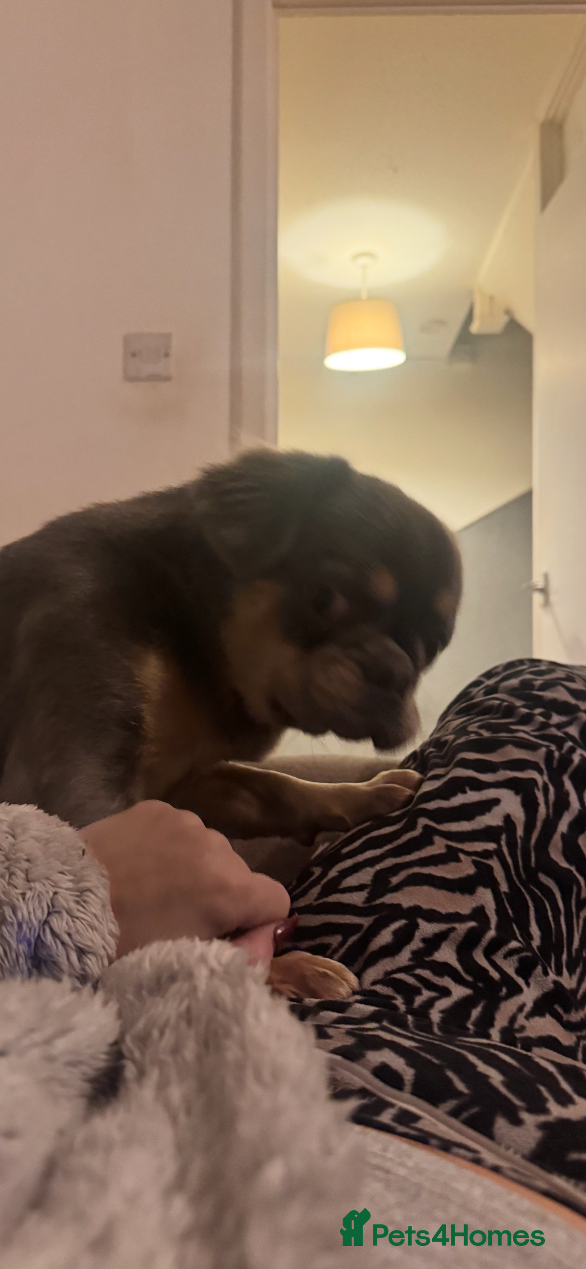 Frug dogs Emma  - Advert 6