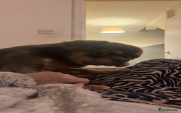 Frug dogs for sale: Emma  - Image 1