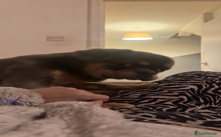 Frug dogs - Advert 1