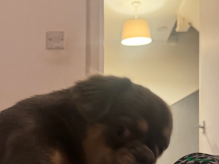 Frug dogs - Advert 1