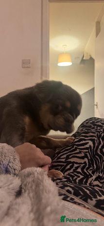 Frug dogs - Advert 1