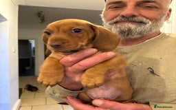 Miniature Dachshund dogs for sale: Miniature Dachshund Puppies  - Image 24