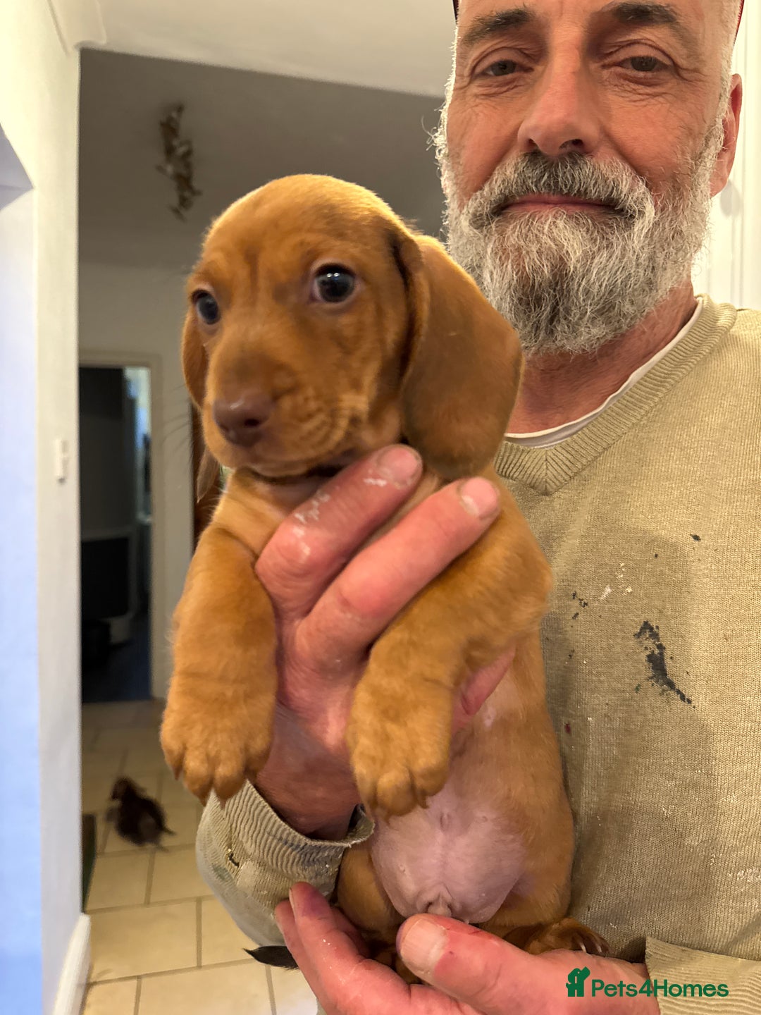 Miniature Dachshund dogs for sale: Miniature Dachshund Puppies  - Image 24