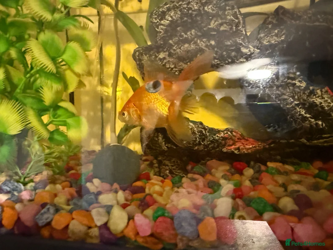 Fancy Goldfish fish for sale: 2 Fantails, tank, filter, air pump and MORE - Advert 2