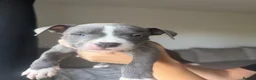Staffordshire Bull Terrier dogs for sale: Blue Staffordshire bull terrier  - Advert 11