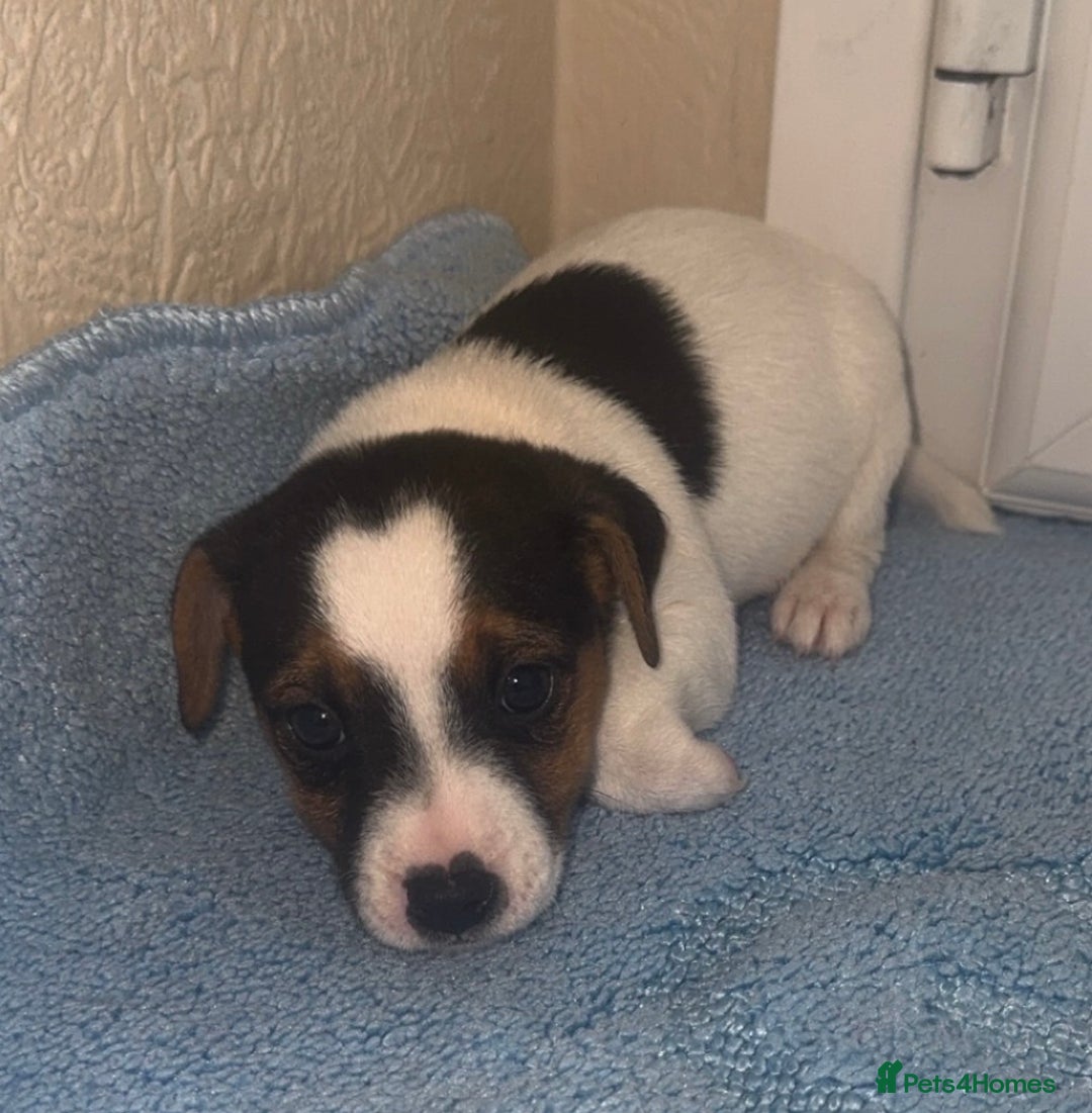 Jack Russell dogs for sale: Minituare short haired jack Russell’s ready now - Advert 18