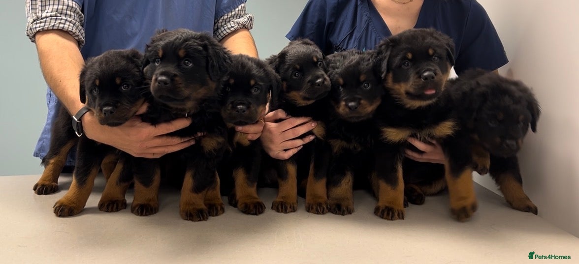 Rottweiler dogs Rottweilers KC reg full tested TOP QUALITY  - Advert 8