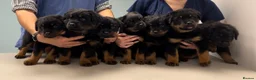 Rottweiler dogs for sale: Rottweilers KC reg full tested TOP QUALITY  - Advert 7