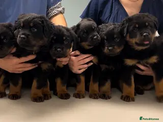 Rottweiler dogs Rottweilers KC reg full tested TOP QUALITY - Advert 8