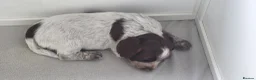 Sprocker dogs for sale: Sprocker Spaniels in Stockport - Advert 8