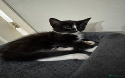 Mixed Breed cats for sale: Adorable Kittens  - Image 5