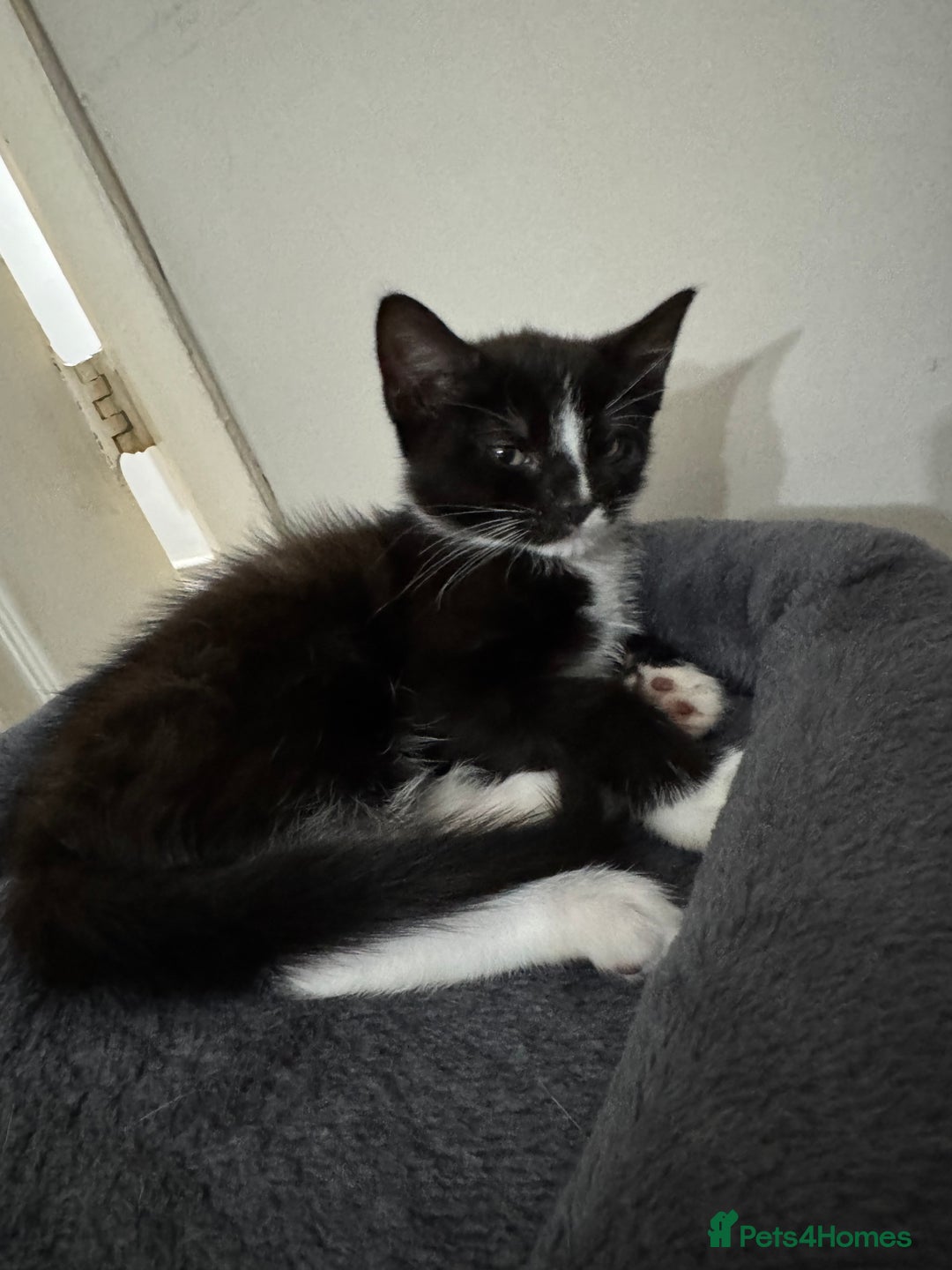 Mixed Breed cats for sale: Adorable Kittens  - Image 5