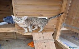 Savannah cats for sale: Stunning  Savannahs - Image 20