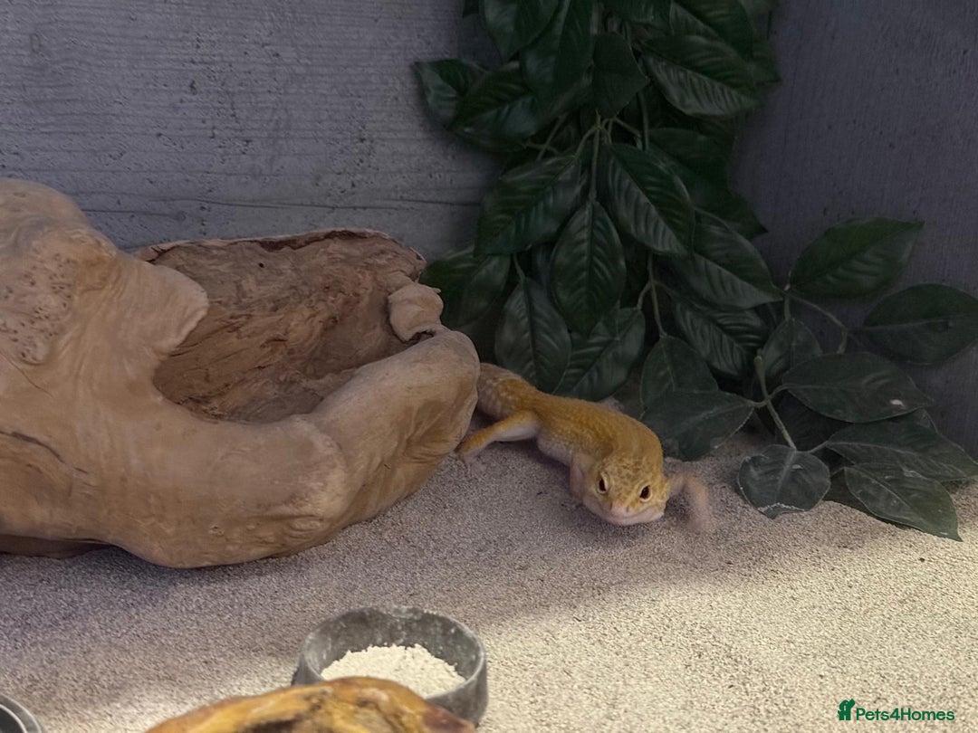 Gecko reptiles for sale: Albino Leopard Gecko for Sale incl full enclosure - Advert 10