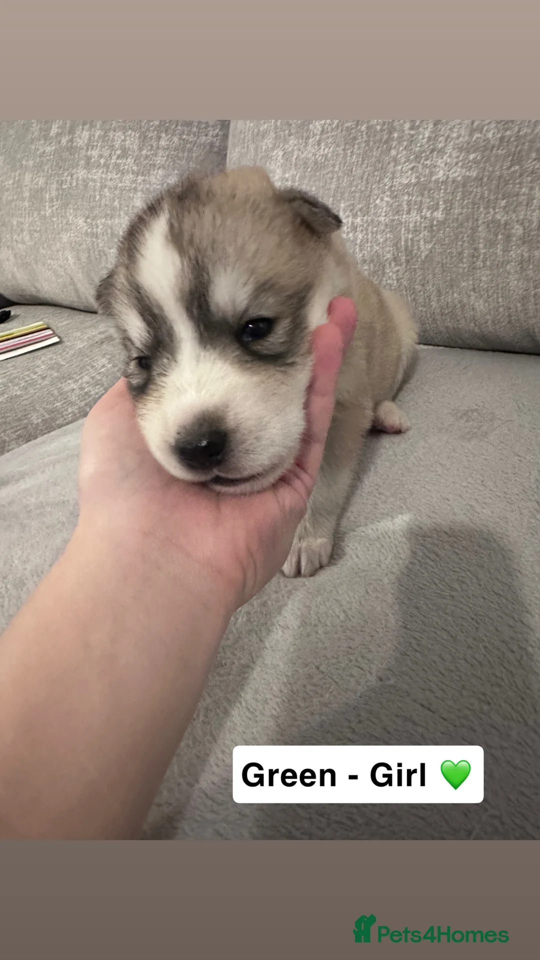 Siberian Husky dogs for sale: 5 beautiful Siberian Husky’s  - Advert 4