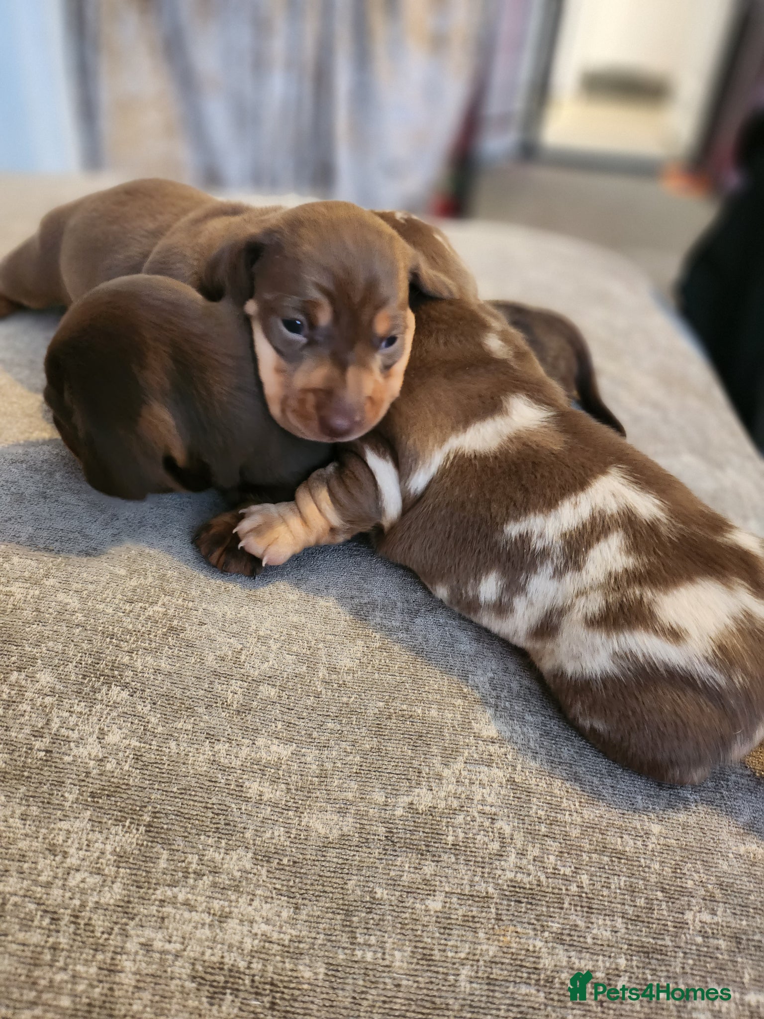 Miniature Dachshund dogs Beautiful miniature Daschunds for sale  - Advert 2