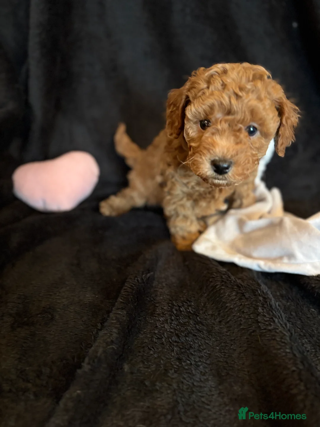 Cavapoochon dogs for sale: Gorgeous Therapy puppies  - Advert 6