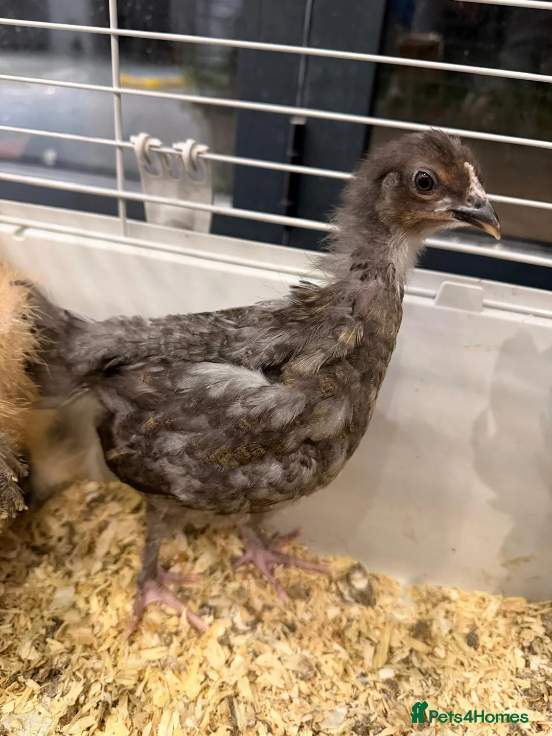 Chickens poultry for sale: 2 silkie ,2 pekin bantam & 1 cross brahma  - Advert 2