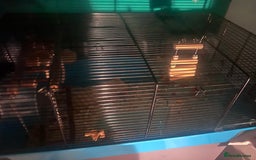 Hamster rodents for sale: 2 male hamsters  - Advert 2