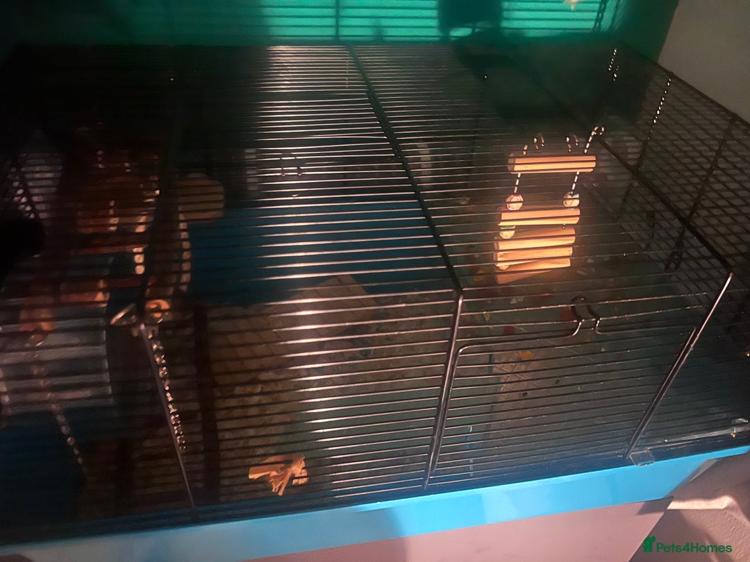 Hamster rodents for sale: 2 male hamsters  - Advert 2