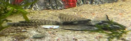 Plecos fish for sale: 2 MALE Breeding age Longfin Bristlenose - Advert 11