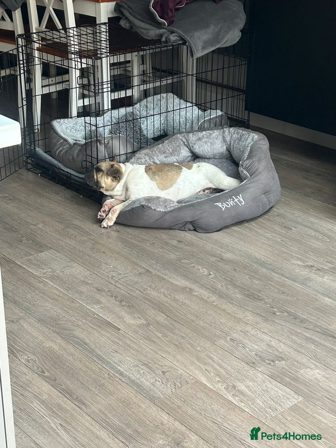 Mixed Breed dogs for adoption: 💖ELVA -a Sweet Frenchie Rescued From Starvation💖 - Advert 3