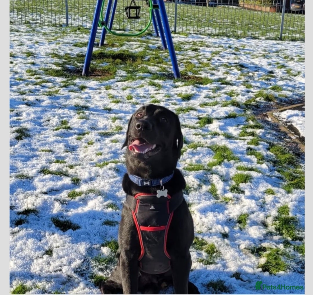 Labrador Retriever dogs for sale: KC Labrador retriever Hooch  - Advert 3