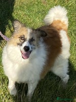 Mixed Breed dogs Jessie ❤️ - Advert 4