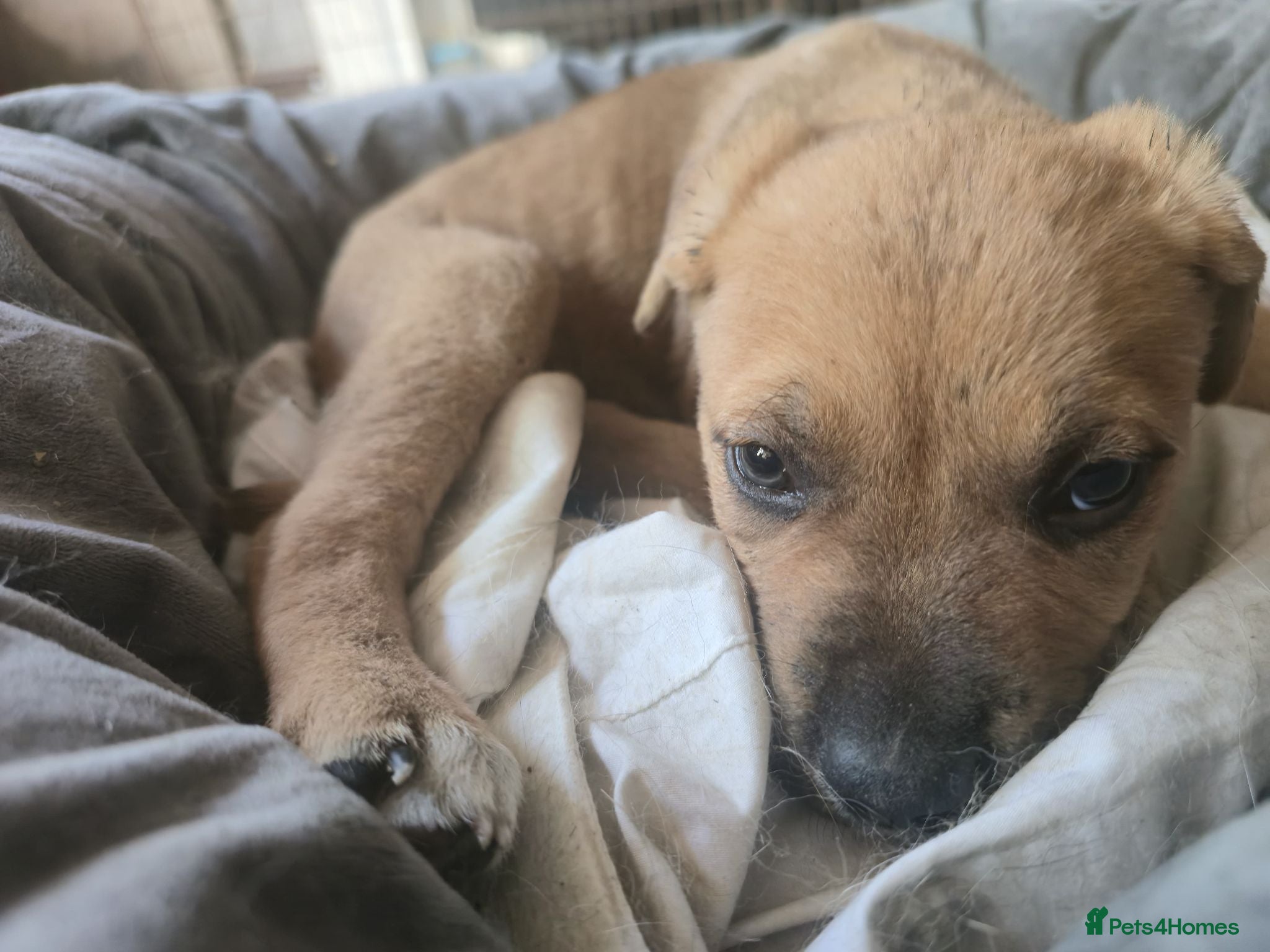 Mixed Breed dogs Cane Corso American Bulldog Puppies Family Raised  - Advert 2