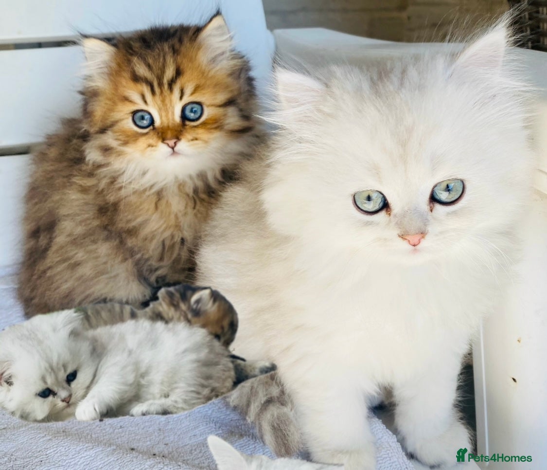 Persian cats Persian Pedigree Pkd/FELV Clear kittens - Advert 2