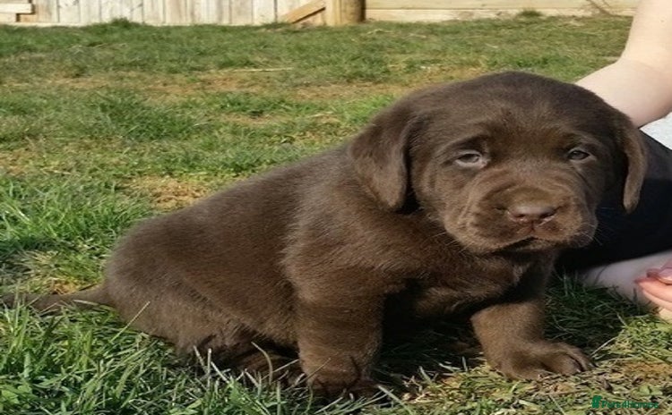 Labrador Retriever dogs for sale - Advert 1