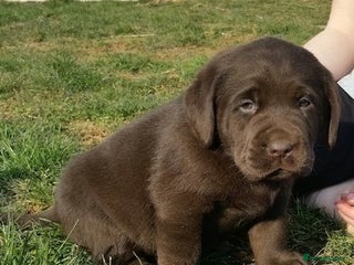 Labrador Retriever dogs - Advert 19