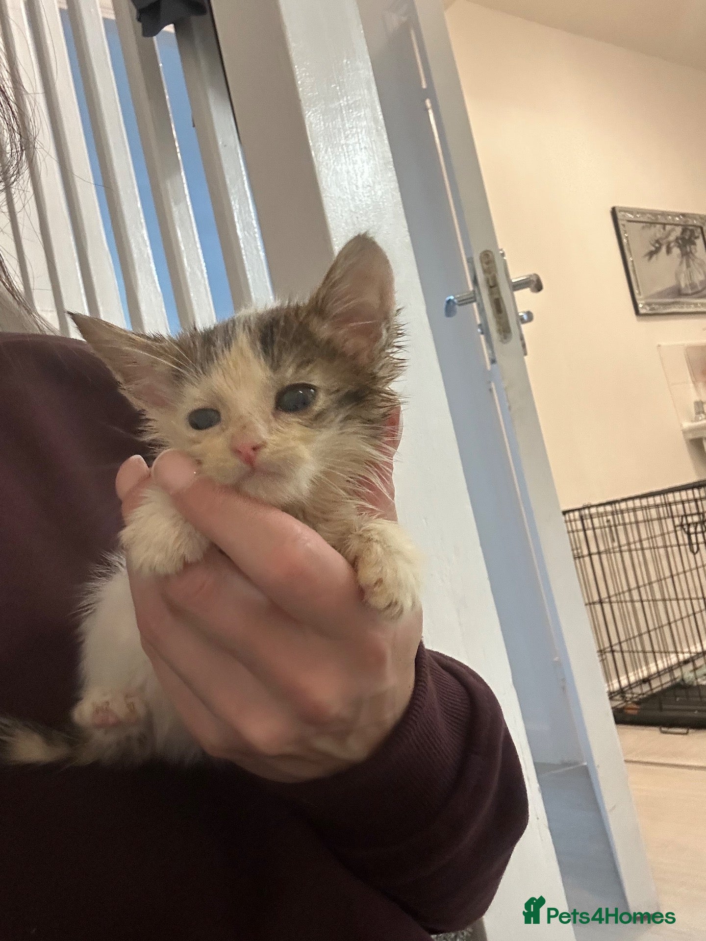 Mixed Breed cats Beautiful kittens for sale  - Advert 4
