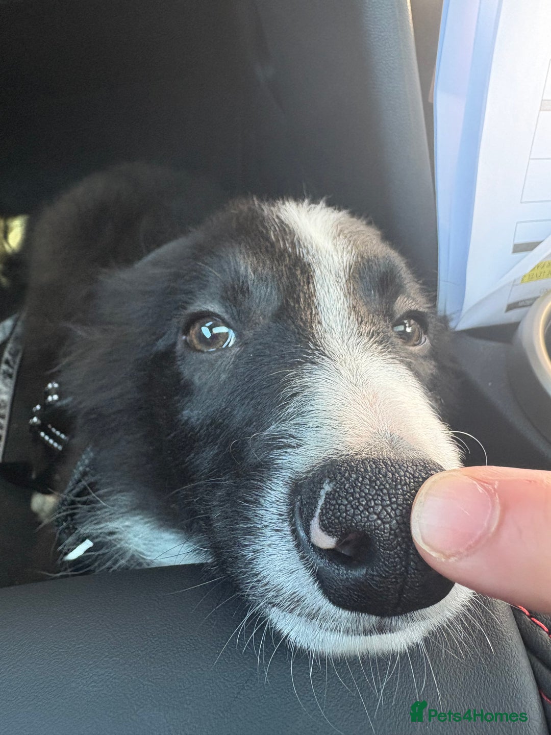 Border Collie dogs for sale: Meet Enzo - Image 8