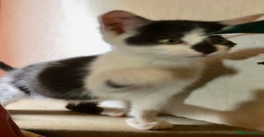 Mixed Breed cats - Advert 9