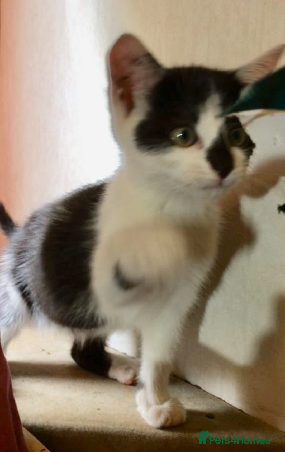 Mixed Breed cats for sale: Kittens for sale - Image 2