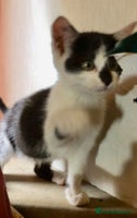 Mixed Breed cats - Advert 4
