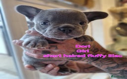 French Bulldog dogs for sale: French bulldog FLUFFY pups - Image 4