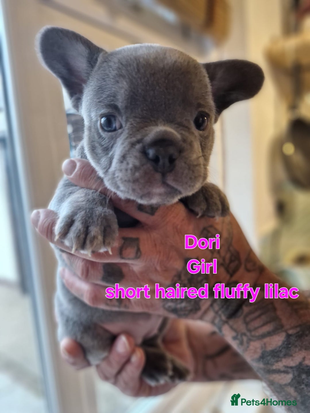 French Bulldog dogs for sale: French bulldog FLUFFY pups - Image 4