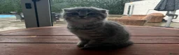 Mixed Breed cats for sale: 5 Beautiful Kittens Ready For Loving Homes - Advert 15