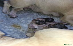 French Bulldog dogs for sale: Gorgeous french bulldogs - Image 10