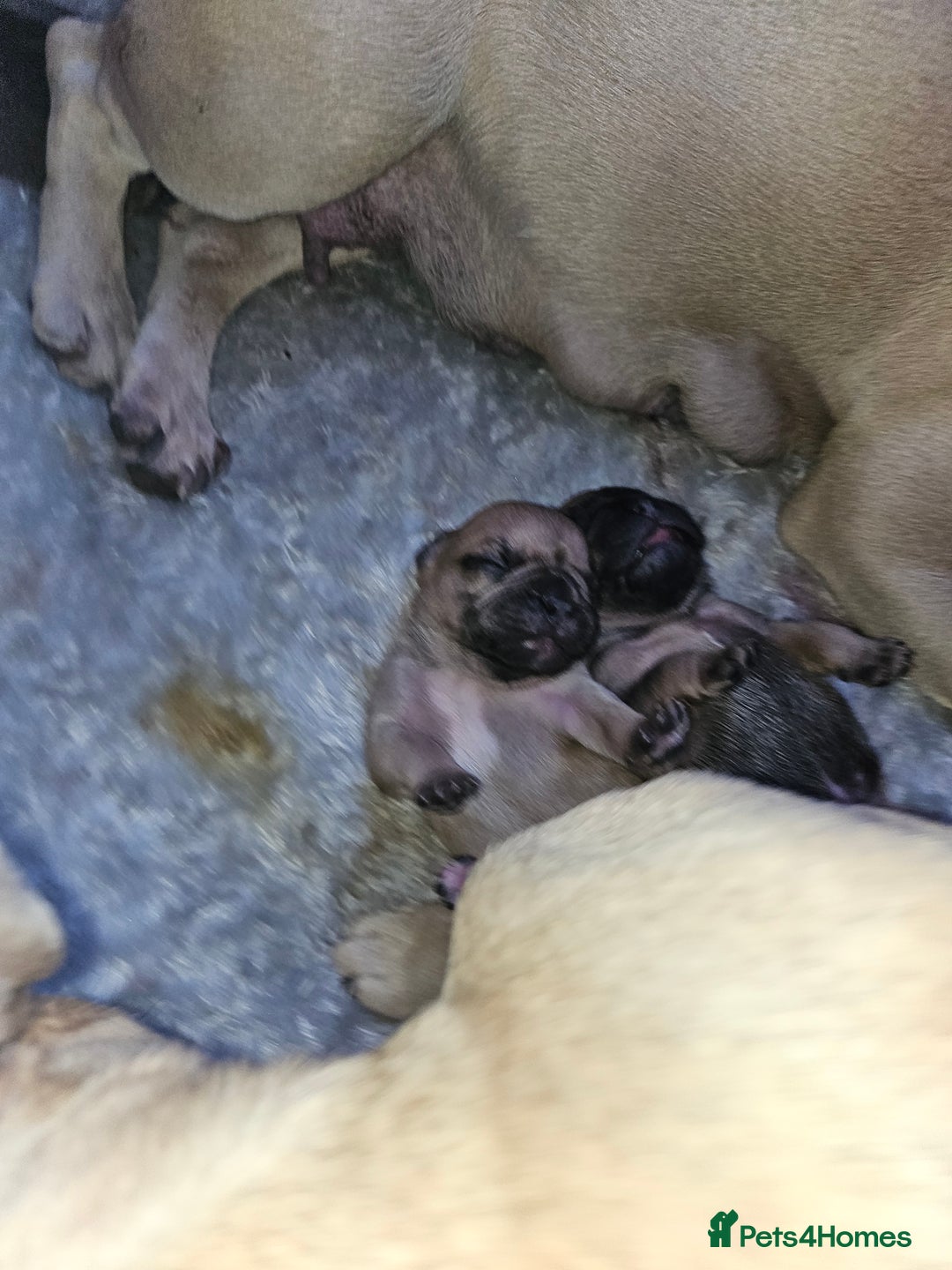 French Bulldog dogs for sale: Gorgeous french bulldogs - Image 10