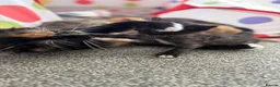 Mixed Breed cats for sale: Kittens  in Knaresborough - Advert 19