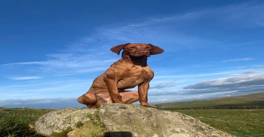 Hungarian Vizsla dogs in Barnard Castle - Advert 10