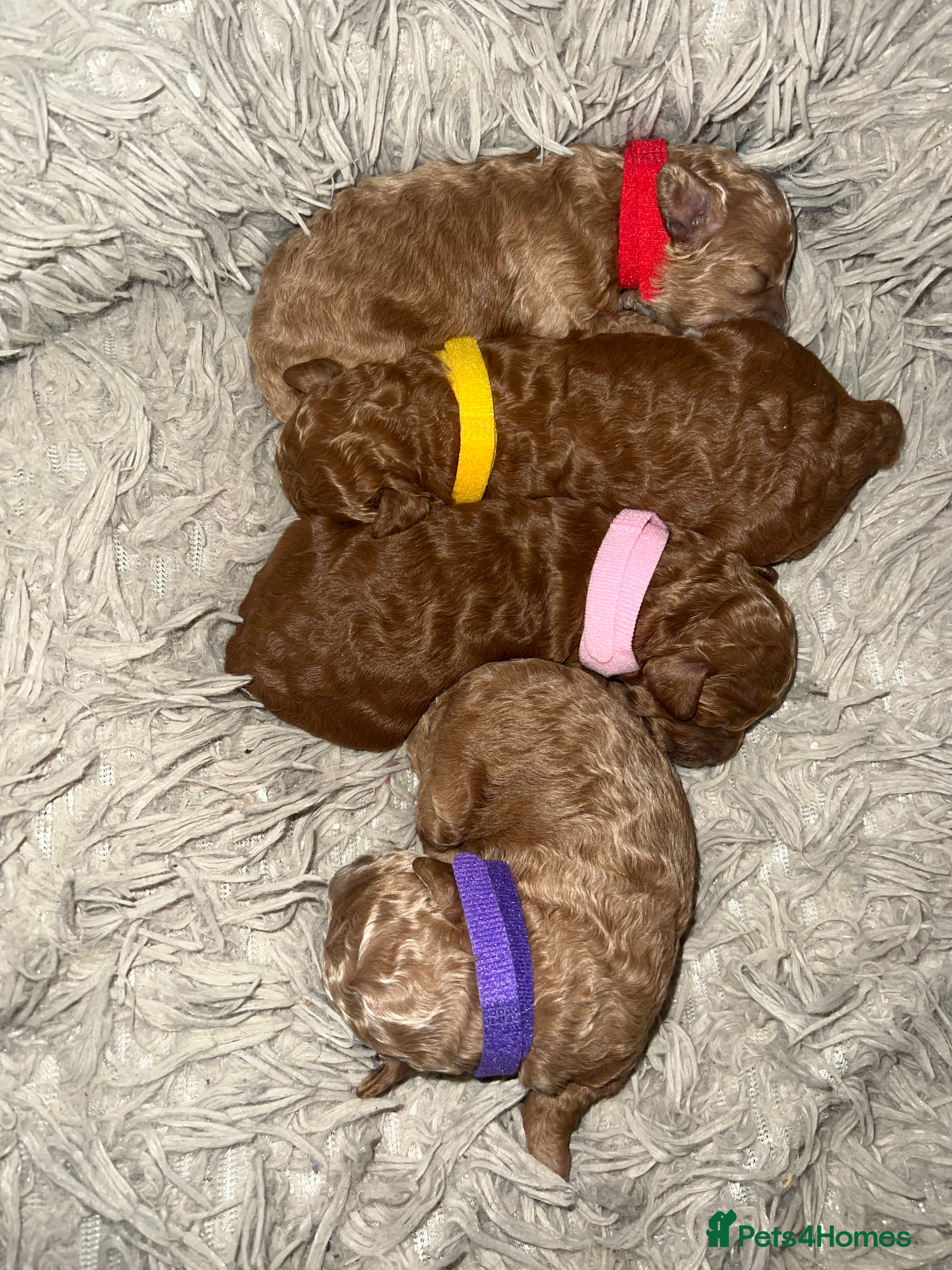 Toy Poodle dogs KC Reg Full health Check Red Toy Poodles - Advert 2