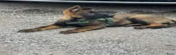 German Shepherd dogs for sale: KC Registered German Shepherd PuppiesChampion Line - Advert 7