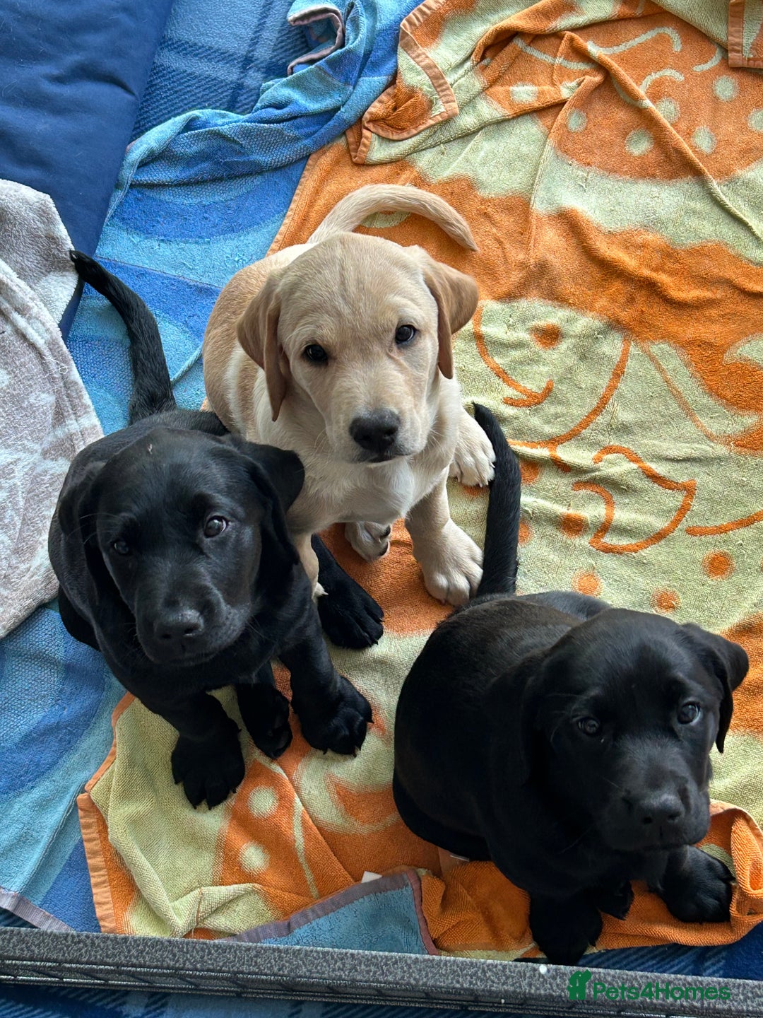 Labrador Retriever dogs for sale: KC Registered Labrador Retriever Puppies - Image 1