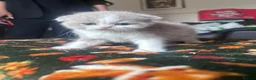 Scottish Fold cats for sale: Scottish fold kittens - Advert 9
