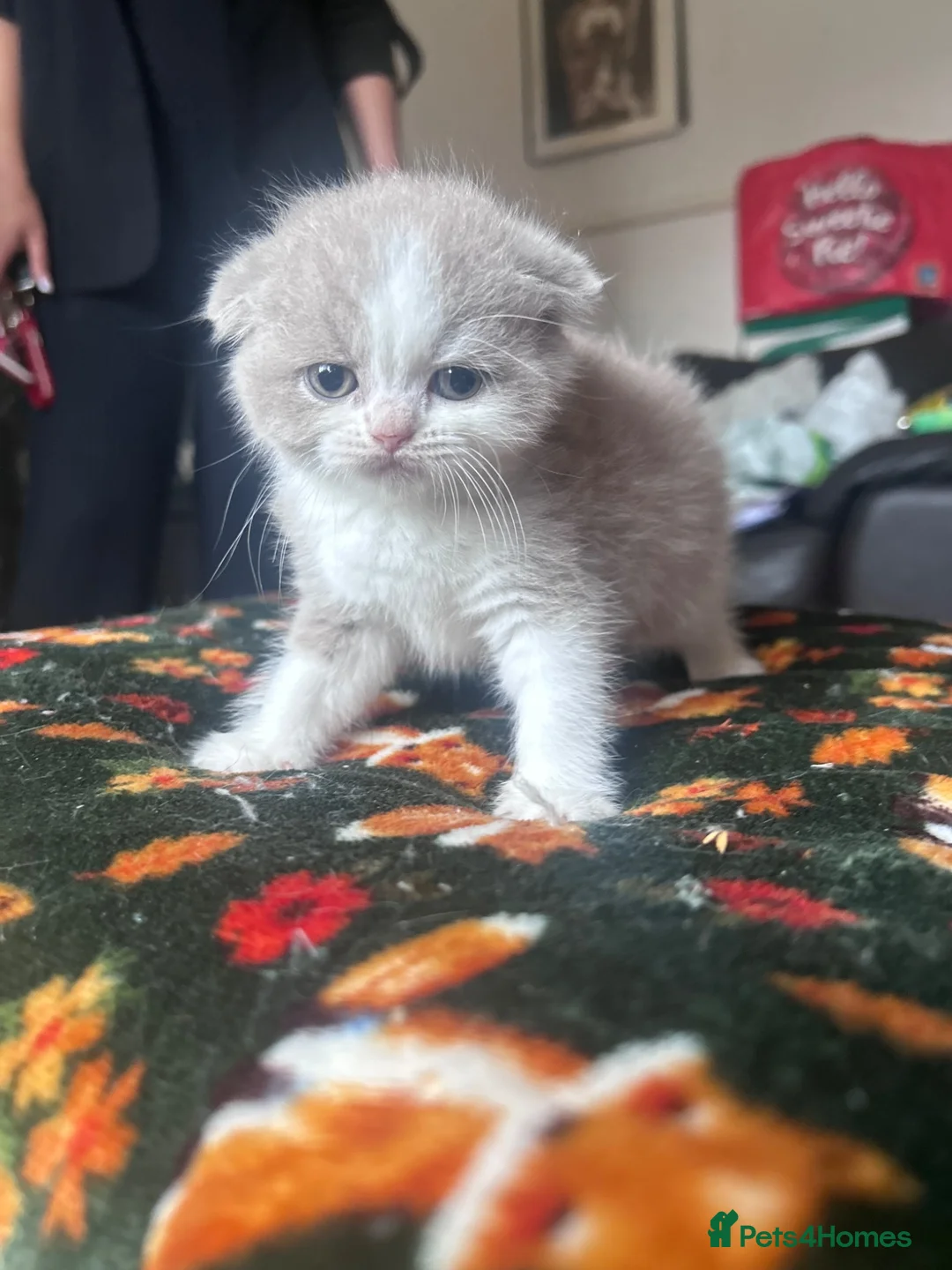 Scottish Fold cats for sale: Scottish fold kittens - Advert 9